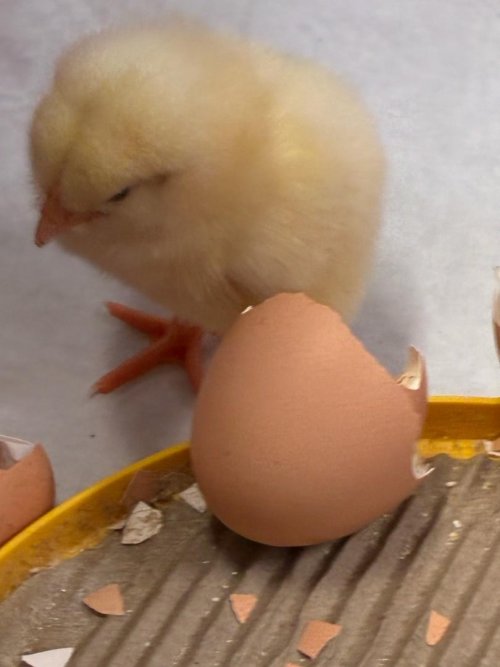 Projekt "LÍHNEME VE ŠKOLCE" 1  