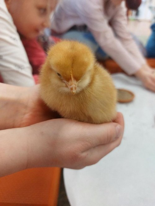 Projekt "LÍHNEME VE ŠKOLCE" 22  